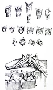 Płyty z II Księgi De Humani Corporis Fabrica autorstwa Andreas Vesalius