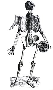 Płyty z siódmej księgi De Humani Corporis Fabrica autorstwa Andreas Vesalius