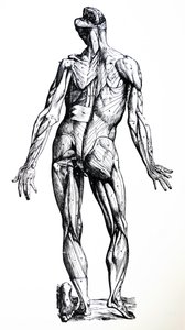Płyty z siódmej księgi De Humani Corporis Fabrica autorstwa Andreas Vesalius