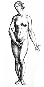 Płyty z siódmej księgi De Humani Corporis Fabrica autorstwa Andreas Vesalius
