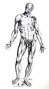 Płyty z siódmej księgi De Humani Corporis Fabrica autorstwa Andreas Vesalius