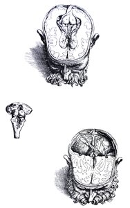 Płyty z siódmej księgi De Humani Corporis Fabrica autorstwa Andreas Vesalius