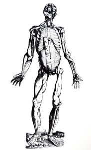 Płyty z siódmej księgi De Humani Corporis Fabrica autorstwa Andreas Vesalius