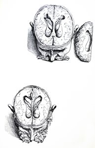Płyty z siódmej księgi De Humani Corporis Fabrica autorstwa Andreas Vesalius