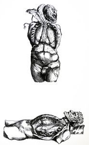 Płyty z szóstej księgi De Humani Corporis Fabrica autorstwa Andreas Vesalius