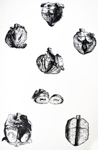 Płyty z szóstej księgi De Humani Corporis Fabrica autorstwa Andreas Vesalius