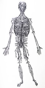 Płyty z III Księgi De Humani Corporis Fabrica autorstwa Andreas Vesalius