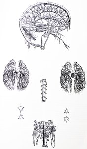 Płyty z III Księgi De Humani Corporis Fabrica autorstwa Andreas Vesalius