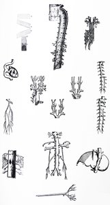 Płyty z III Księgi De Humani Corporis Fabrica autorstwa Andreas Vesalius