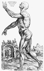 Druga płyta mięśni, z księgi II De humani corporis fabrica, 1543