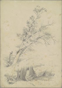 Drzewa, Hudson