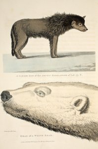 Pies zaprzęgowy górala arktycznego i głowa białego niedźwiedzia, ilustracja z „Podróży odkrywczej...”, 1819 autorstwa Andrew Motz Skene