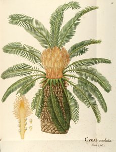 Palma sago (Cycas revoluta Thunb), Cycadaceae, Angela Rossi Bottione, akwarela autorstwa Angela Rossi Bottione