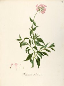 Valerianaceae, Red Valerian (Centranthus ruber), wieloletnia roślina zielna na rabaty lub ogrody skalne, spontaniczna we Włoszech, autorstwa Angela Rossi Bottione i współpracowników, akwarela autorstwa Angela Rossi Bottione