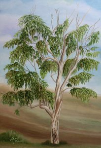 Australijskie drzewo eukaliptusowe autorstwa Angeles M. Pomata