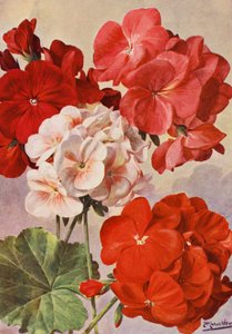 Piękne nowoczesne pelargonie, pelargonie strefowe (kolor lito)
