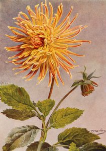 Cactus Dahlia Mrs H L Brousson, kolor płowy z domieszką szkarłatnego karmazynu (litografia barwna)