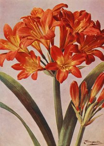 Clivia Miniata, od dawna znana jako Imantophyllum Miniatum (kolor lito)