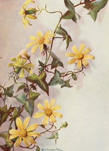 Żółty bluszcz przylądkowy, Senecio Macroglossus (kolorowa litografia)