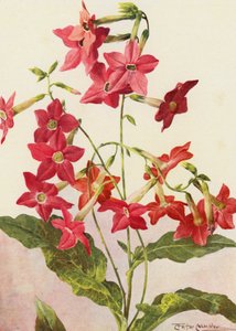 Piękna roślina tytoniu Nicotiana Sanderae (kolorowa litografia)
