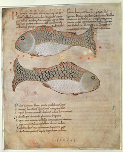Cott Tib B V Par I 33v Konstelacja Ryb z „Cudów Wschodu”, ok. 1030 (welum) autorstwa Anglo Saxon