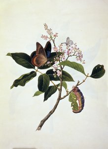 Motyl i gąsienica na roślinie