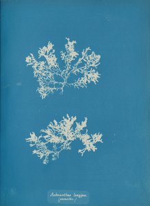 Długie włosy Achnanthes. pasożytnicze, ca. 1853. autorstwa Anna Atkins