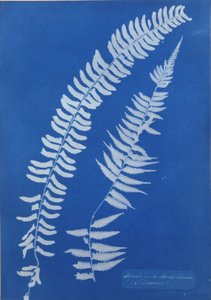 Asplenium Braziliense, Ameryka Płd.