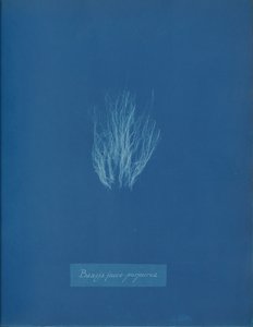 Bangia fusco-purpurea, ca. 1853. autorstwa Anna Atkins