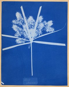 Carix (Ameryka) autorstwa Anna Atkins