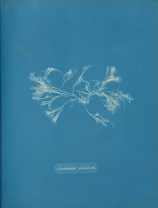 Ceramika rzęskowa, ca. 1853 autorstwa Anna Atkins