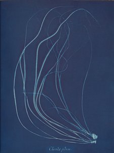 Drut sznurkowy, ca. 1853 autorstwa Anna Atkins