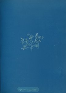 Cystoseira barbata, ca. 1853.