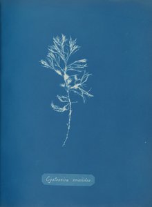 Cystoseira ericoides, ca. 1853. autorstwa Anna Atkins