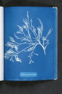 Cystoseira foeniculacea, z „Photographs of British Algae: Cyanotype Impressions”, opublikowanej w latach 1843-53