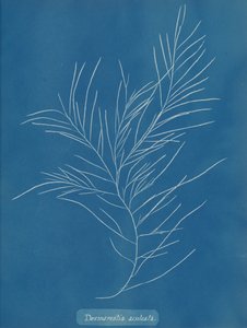 Desmarestia aculeata, ca. 1853. autorstwa Anna Atkins