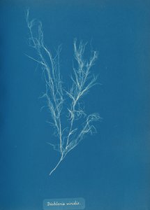 Dichloria viridis, ca. 1853. autorstwa Anna Atkins