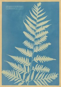 Dichsonia arborescens, Jamajka autorstwa Anna Atkins
