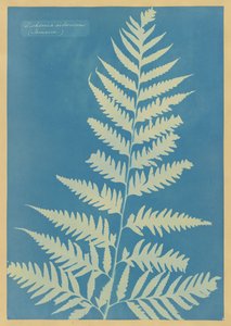  autorstwa Anna Atkins