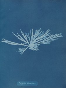 Dictyota dychotoma, ca. 1853. autorstwa Anna Atkins