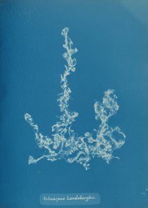 Ectocarpus Landsburghii, ca. 1853. autorstwa Anna Atkins