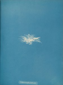 Enteromorpha clathrata, ca. 1853. autorstwa Anna Atkins