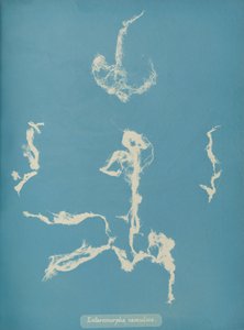 Enteromorpha ramulosa, ca. 1853 autorstwa Anna Atkins