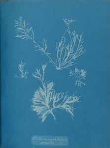 Pasożytniczy Exillaria crystallinum, ca. 1853. autorstwa Anna Atkins