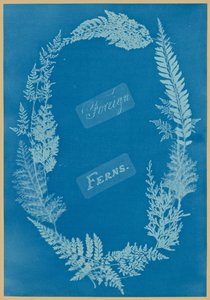 Paprocie obce autorstwa Anna Atkins