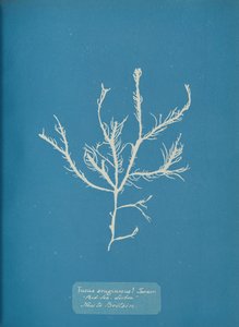 Fucus aeruginosus Turner. Z. Morze Lizbona Nowość w Wielkiej Brytanii., ok. godz. 1853. autorstwa Anna Atkins