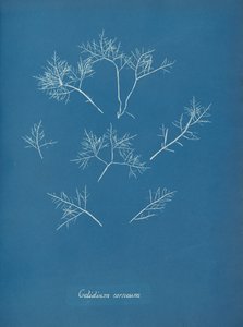 Mróz rogówki, ok. 1853 autorstwa Anna Atkins