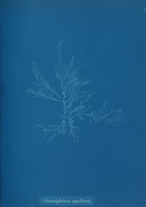 Gloisiphonia capillaris, ca. 1853. autorstwa Anna Atkins