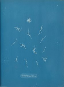 Grateloupia filicina, ca. 1853.