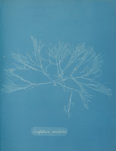 Coral Griffithsia, ca. 1853. autorstwa Anna Atkins